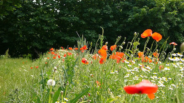 Im Frühsommer ziert Klatschmohn die Wegsränder. Pfade rund um Köln