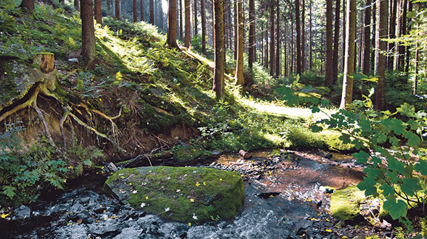 Üppige Wälder und Bachläufe auf der Sauerland-Waldroute. Auf der Sauerland-Waldroute