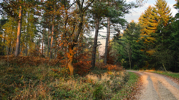 Die waldreiche Natur im Hürtgenwald. Durch den Hürtgenwald