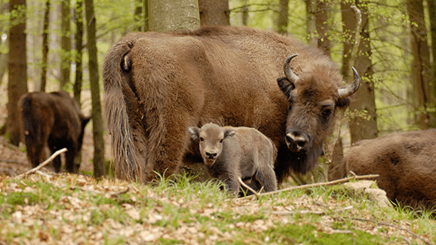 Auf der Route kann man immer wieder einen Blick auf die zotteligen Wisente werfen. Begegnung mit dem König der Wälder