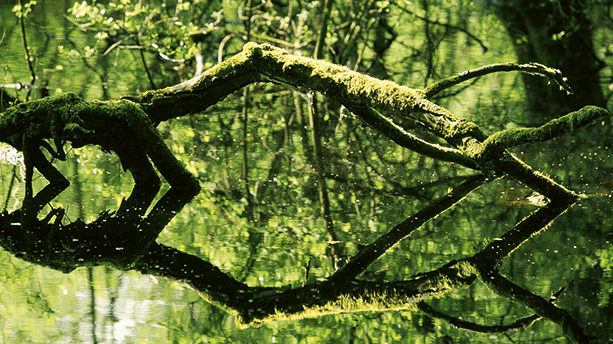 Der Birgeler Urwald Der Birgeler Urwald