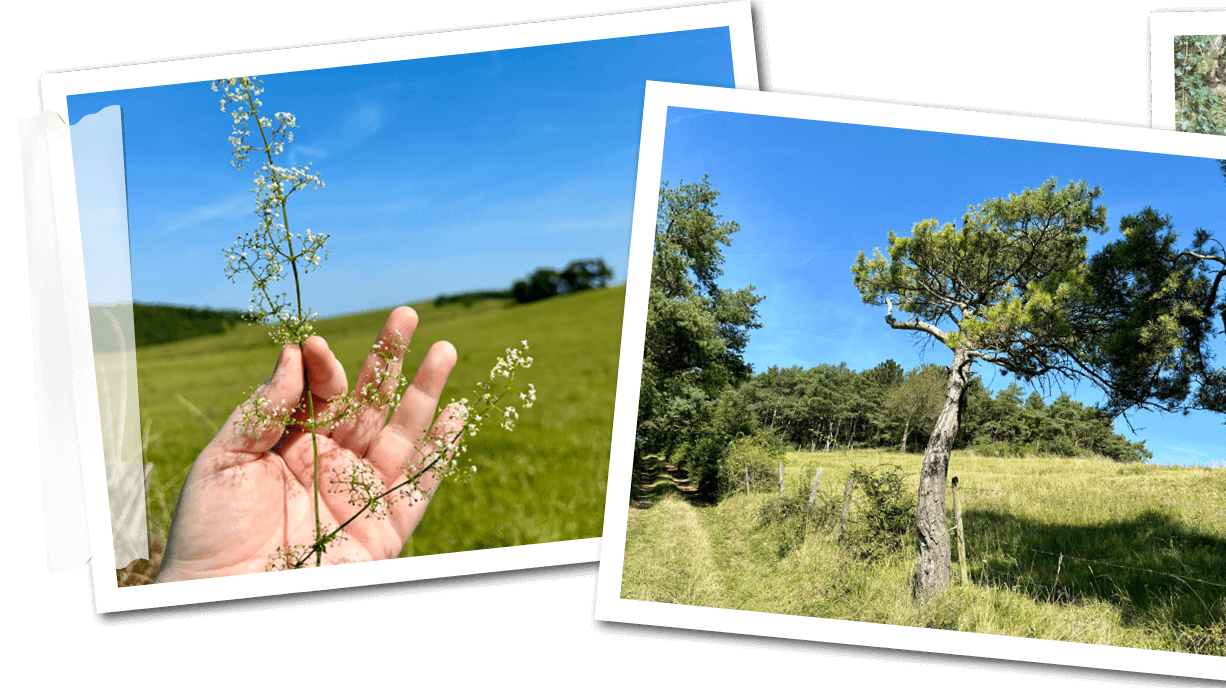 Zu sehen ist eine Collage mit vier Bildern welche die Highlights einer Tour der Kräuterwanderung zeigt. 