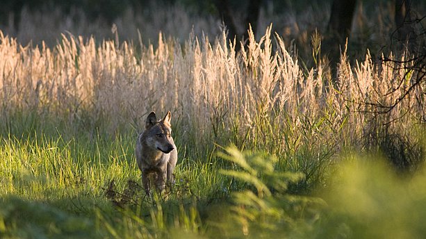 Rüde des Daubitzer Wolfsrudels im Nationalpark Eifel. Nationalpark Eifel, Schleiden-Gemünd