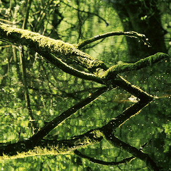 Der Birgeler Urwald