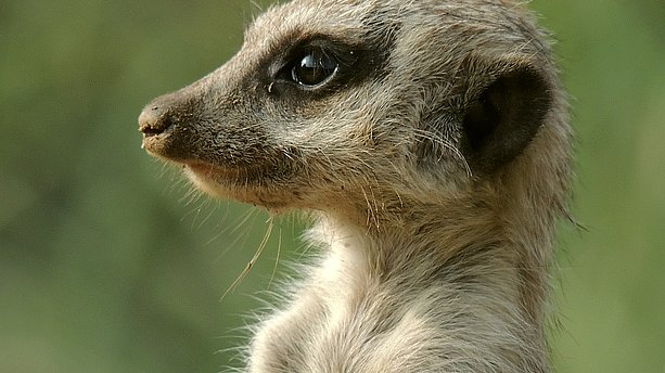 Ein Erdmännchem im Seitenprofil im Brückenkopfpark Jülich. Brückenkopf-Park, Jülich