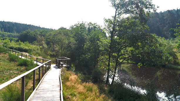 Moorpfad von Dahlem Der Moorpfad von Dahlem