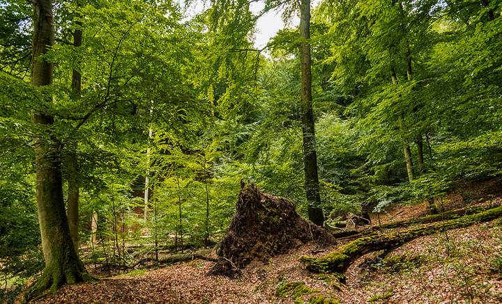 Auf der Klosterrunde von Heimbach