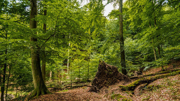 Klosterrunde in der Eifel Auf der Klosterrunde von Heimbach