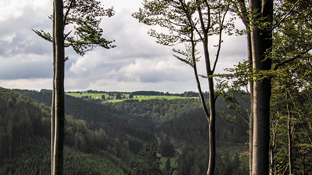 Der Weidelbacher Weiher ist ein magischer Ort, mit einen märchenhaften Flora und Fauna. Unterwegs auf dem Ilsetalpfad