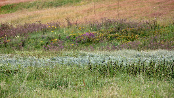 Auf der Inderoute im Süden von Aachen Auf der Inderoute im Süden von Aachen