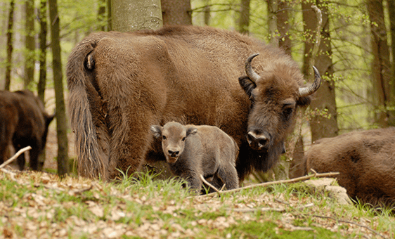 Begegnung mit dem König der Wälder