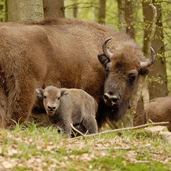Begegnung mit dem König der Wälder