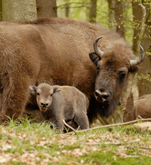 Begegnung mit dem König der Wälder