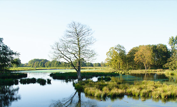 Nett, netter, Maas-Schwalm-Nette