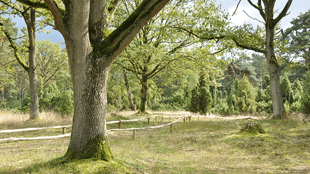 Unterwegs auf dem Hollandgängerweg Unterwegs auf dem Hollandgängerweg
