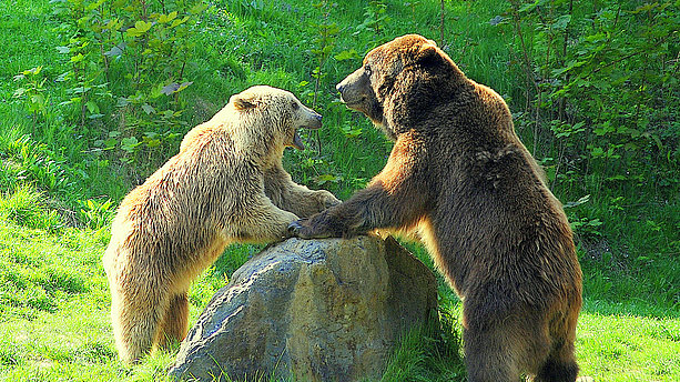 Ansicht zweier Braunbären im Tierpark Olderdissen. Heimat-Tierpark Olderdissen, Bielefeld