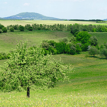 Eine Eifel-Wanderung in die Römerzeit