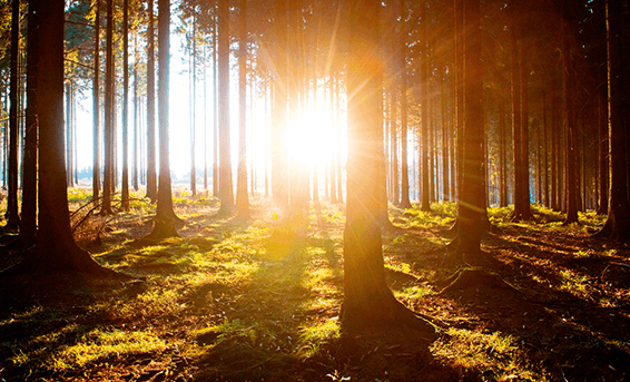 Unterwegs auf der Sauerland-Waldroute