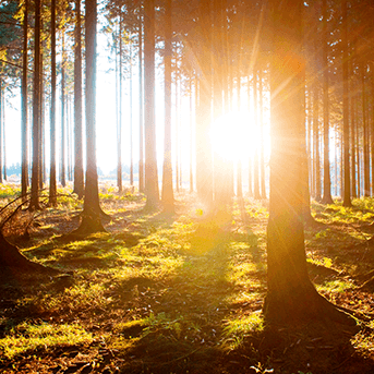 Unterwegs auf der Sauerland-Waldroute