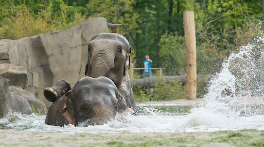 Zwei erwachsene Elefanten beim Spiel in einem Wasserbeckem im Allwetterzoo Münster. Allwetter Zoo, Münster