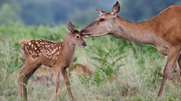 Hochwildpark Rheinland Hochwildpark Rheinland
