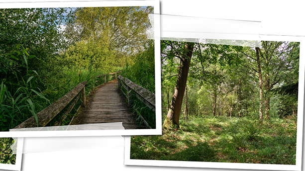 Die Natur in den Rieselfeldern von Münster.