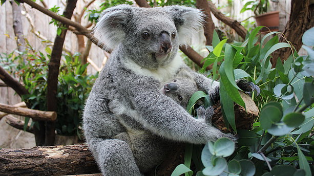 Ein Koalabär mit seinem Lieblingssnack Eukalyptus im Zoo Duisburg. Zoo Duisburg