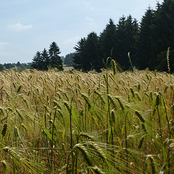 Auf dem Bierweg im Oberbergischen Land