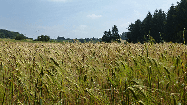 Auf dem Bierweg im Oberbergischen Land Auf dem Bierweg im Oberbergischen Land