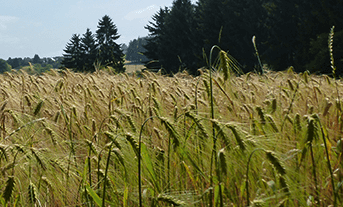 Auf dem Bierweg im Oberbergischen Land