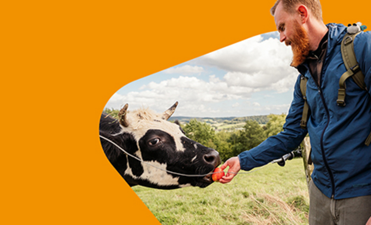 Zu sehen ist ein Mann, welcher eine Kuh füttert. 