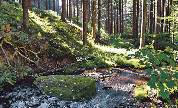 Auf der Sauerland-Waldroute