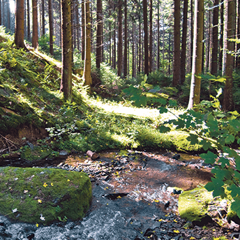 Auf der Sauerland-Waldroute