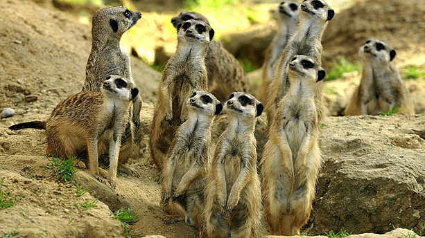 Klein & neugierig: Erdmännchen im Zoo Köln. Zoo Köln