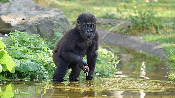 Ein Gorilla-Baby im Zoo Krefeld. Krefelder Zoo
