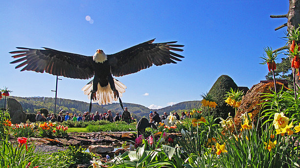 Adler startet zum Flug in der Adlerwarte Berlebeck. Adlerwarte Berlebeck, Detmold