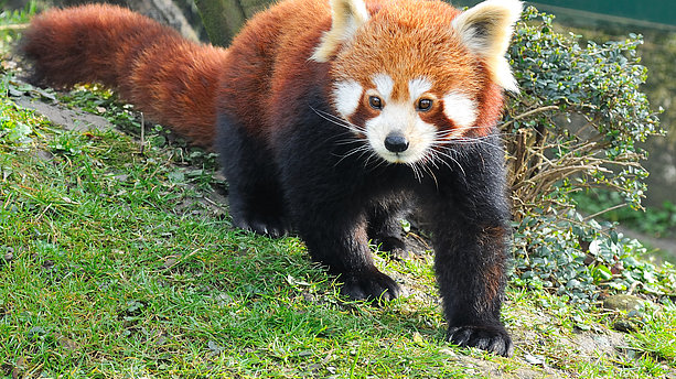 Ansicht eines roten Pandabären im Euregiozoo Tierpark Aachen. Euregiozoo Tierpark, Aachen