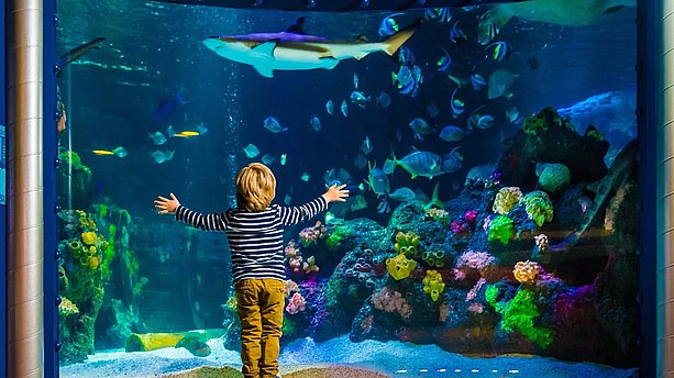 Fantastische Aquarien laden zum Entdecken ein im Aquarium im SEA LIFE Oberhausen! Sea Life Oberhausen