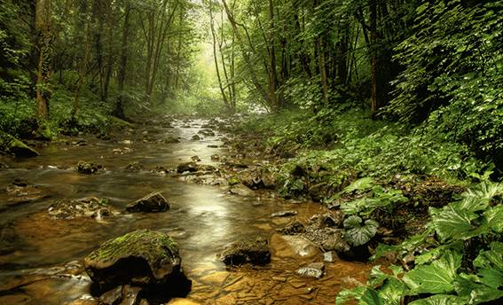 Auf der Waldroute durch das Hönnetal